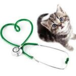 how-to-take-care-of-cats