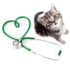 how-to-take-care-of-cats
