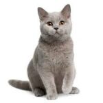 how-to-take-care-of-cats-at-home